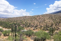 Saguaro-9