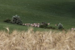 2020-Val-dOrcia-14