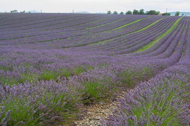 lavanda-18