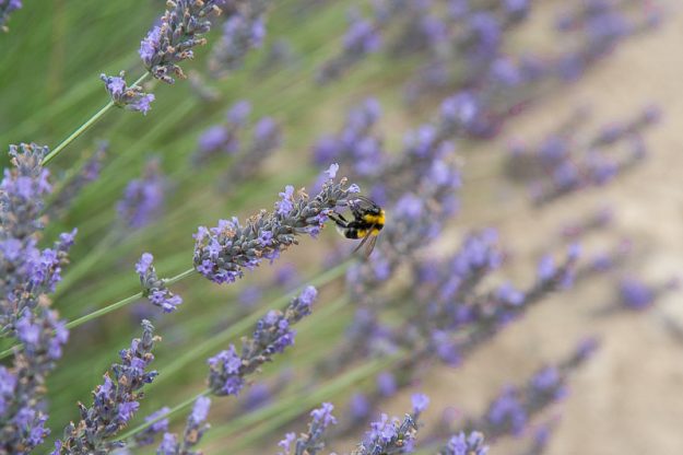 lavanda-9