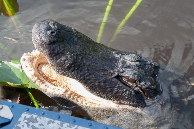st.mark_e_everglades-64