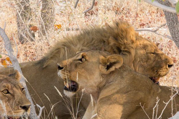 etosha-23