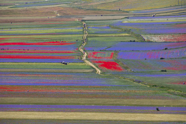 Fioritura di Castelluccio